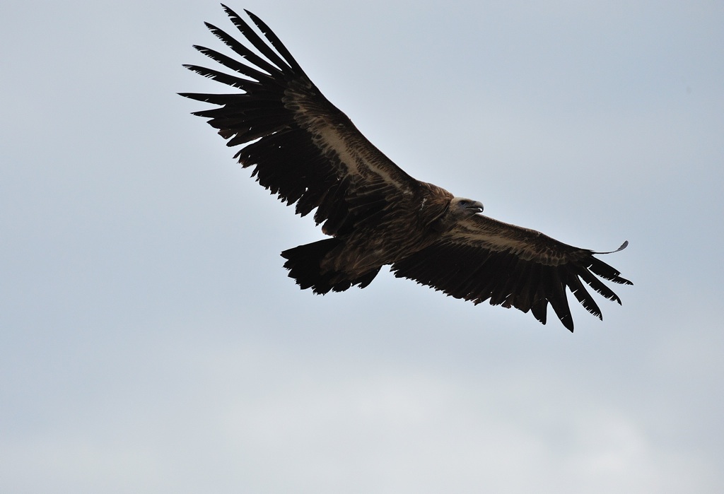 潘帕斯高原上的雄鹰图片