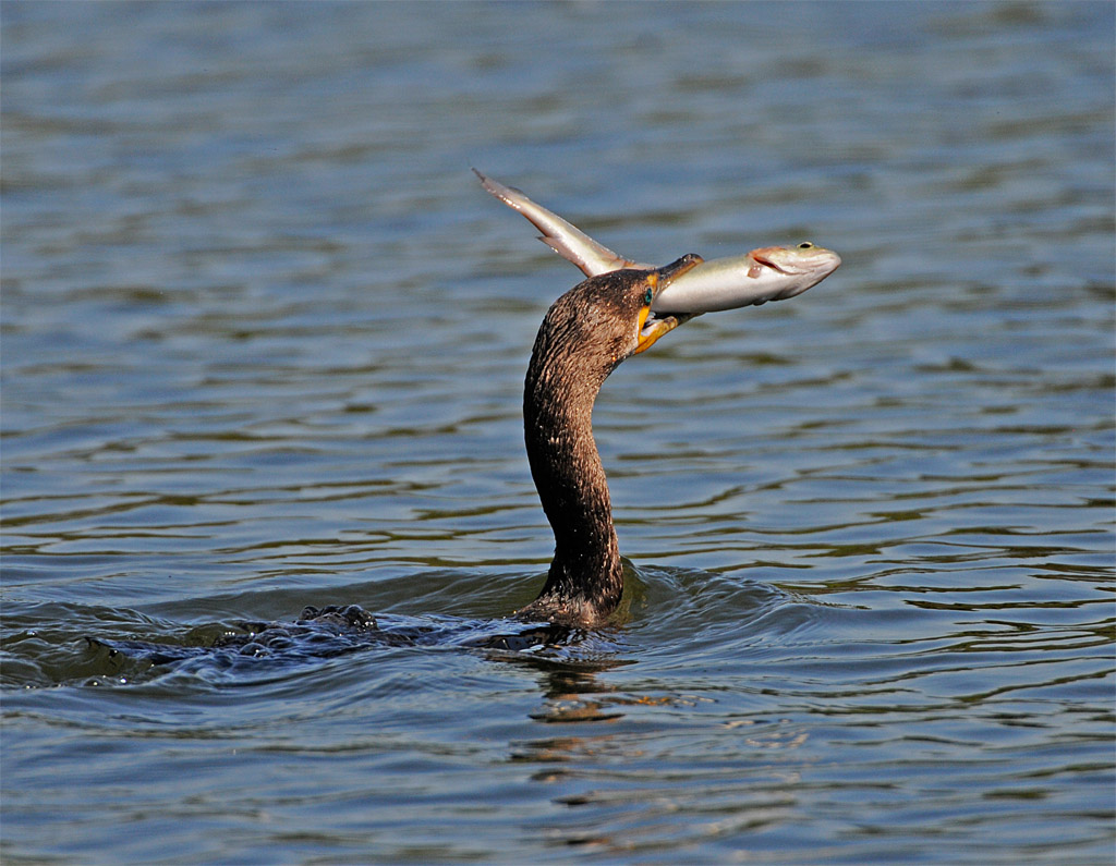 鸬鹚吃鱼 - 水鸟版 waterbirds 鸟网
