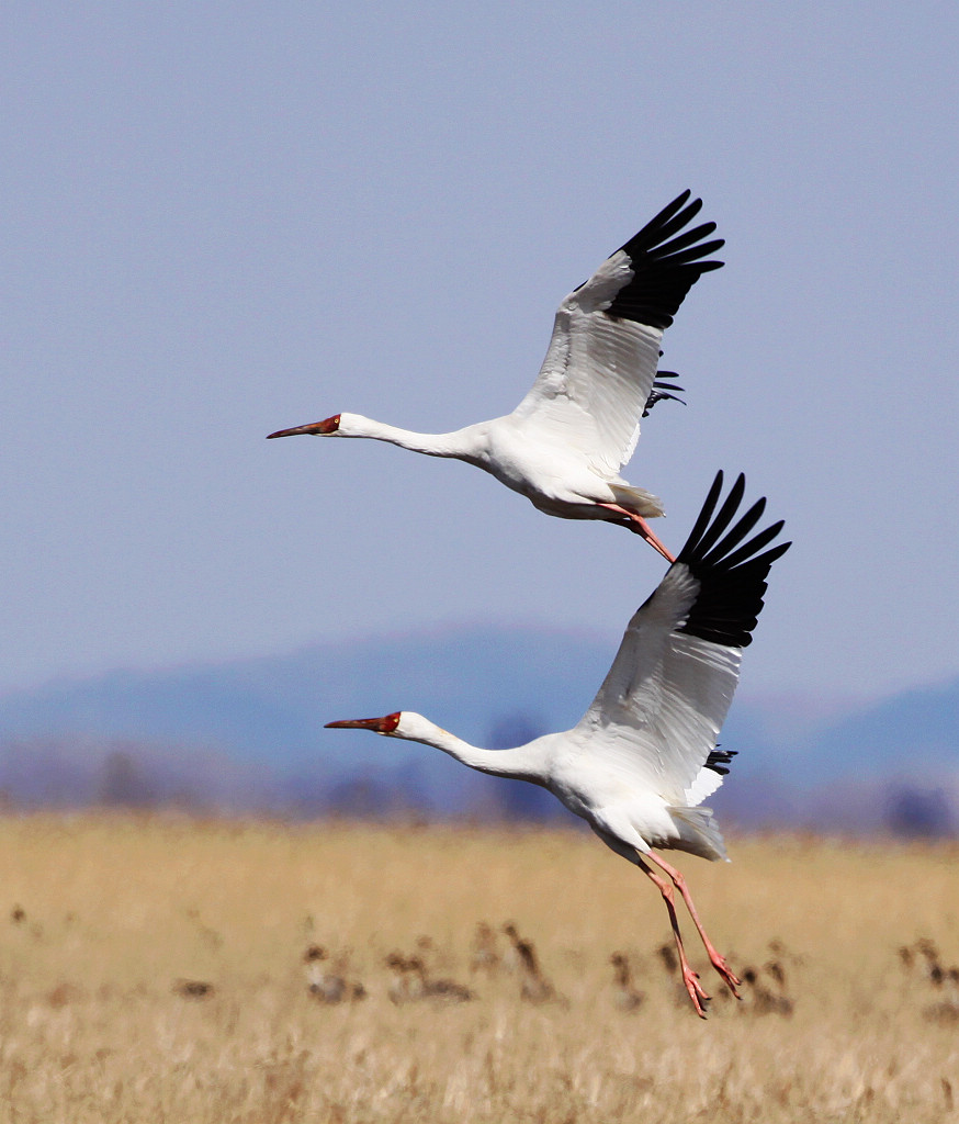 白鹤白鹤舞翩跹