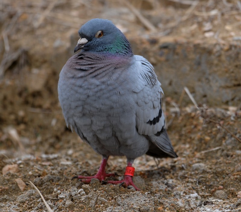 环志原鸽,值得记录吗?