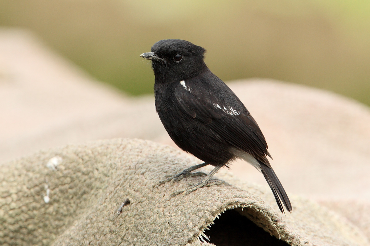 (白斑黑石鵖)白斑黑石鵖