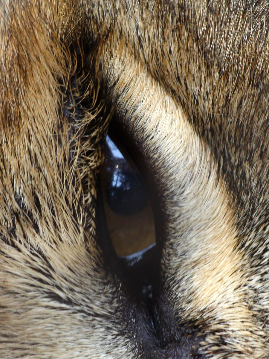 微距摄影哀愁的狮子眼睛