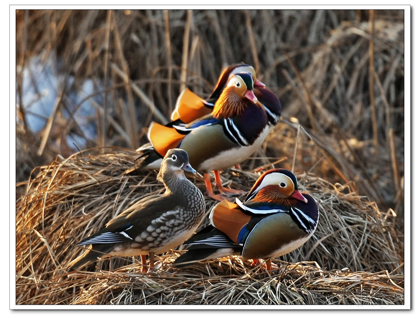 (鸳鸯)罕见的数百只野生鸳鸯!