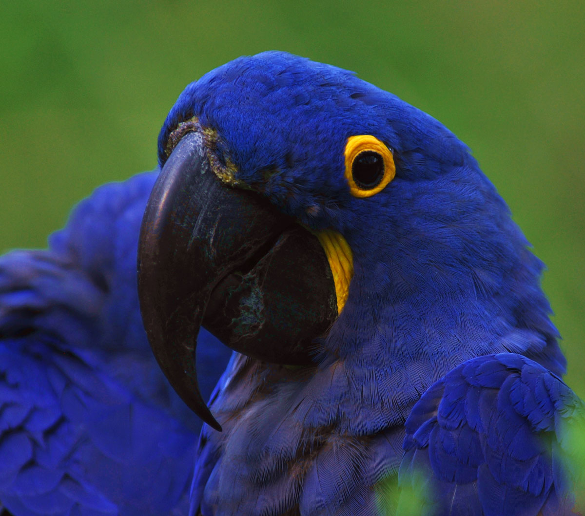 紫蓝金刚鹦鹉巴西图片