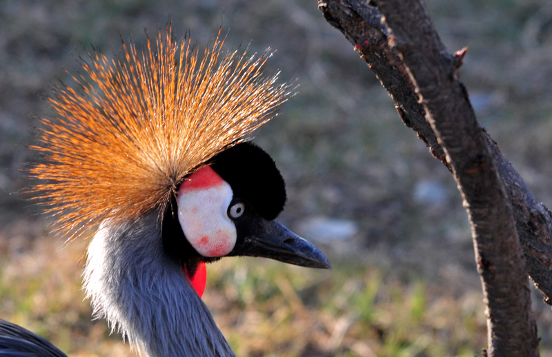 一组鸟冠特写(冠鹤)