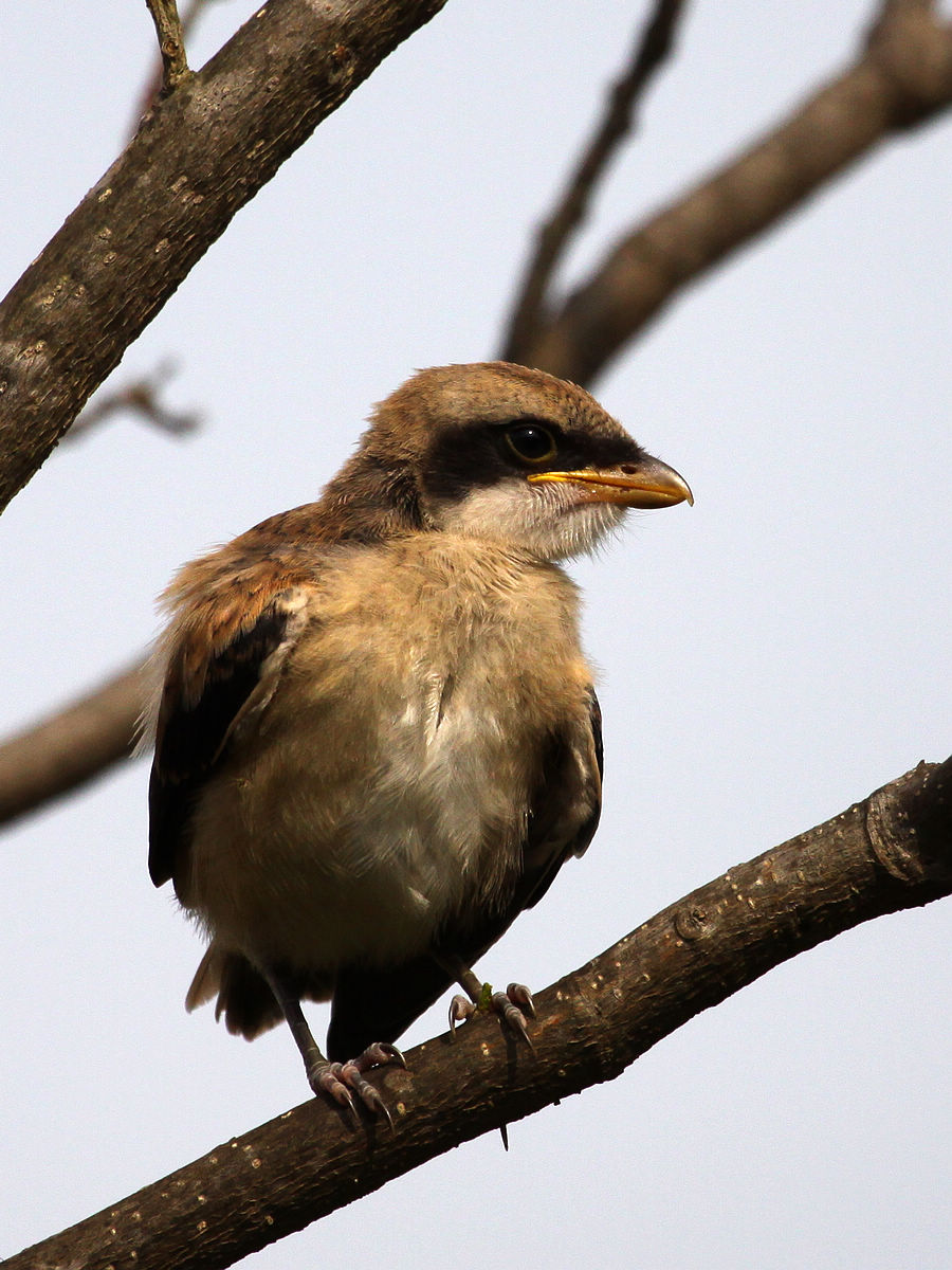 伯劳幼鸟