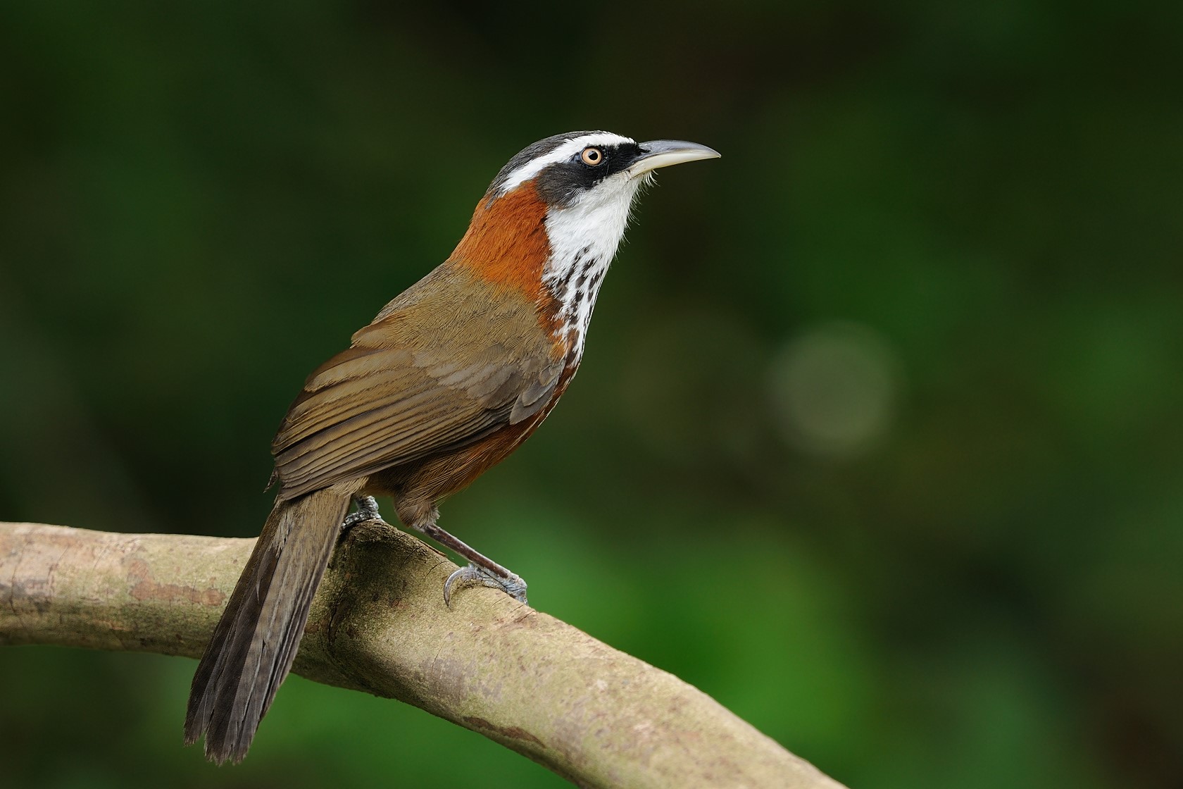 台湾黄山雀大图版野生鸟类摄影俱乐部欢迎跟帖