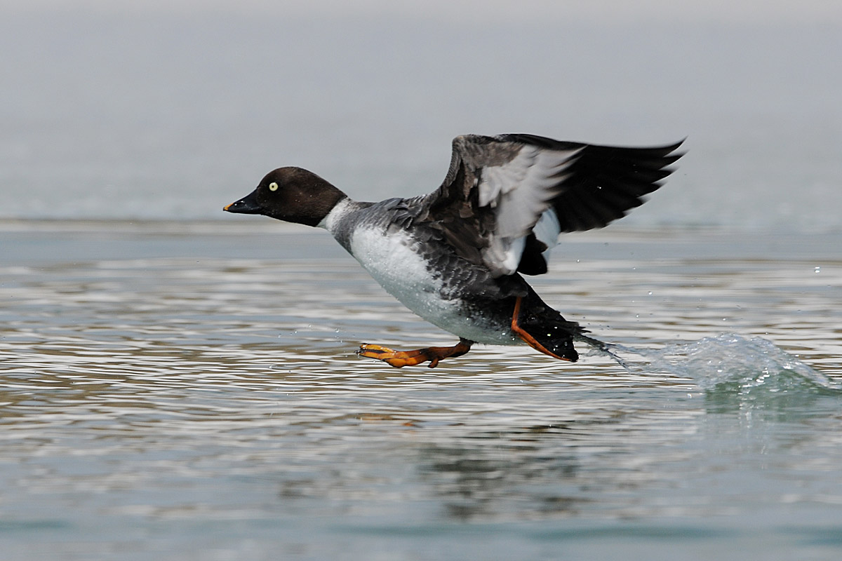 鹊鸭小飞一组连拍