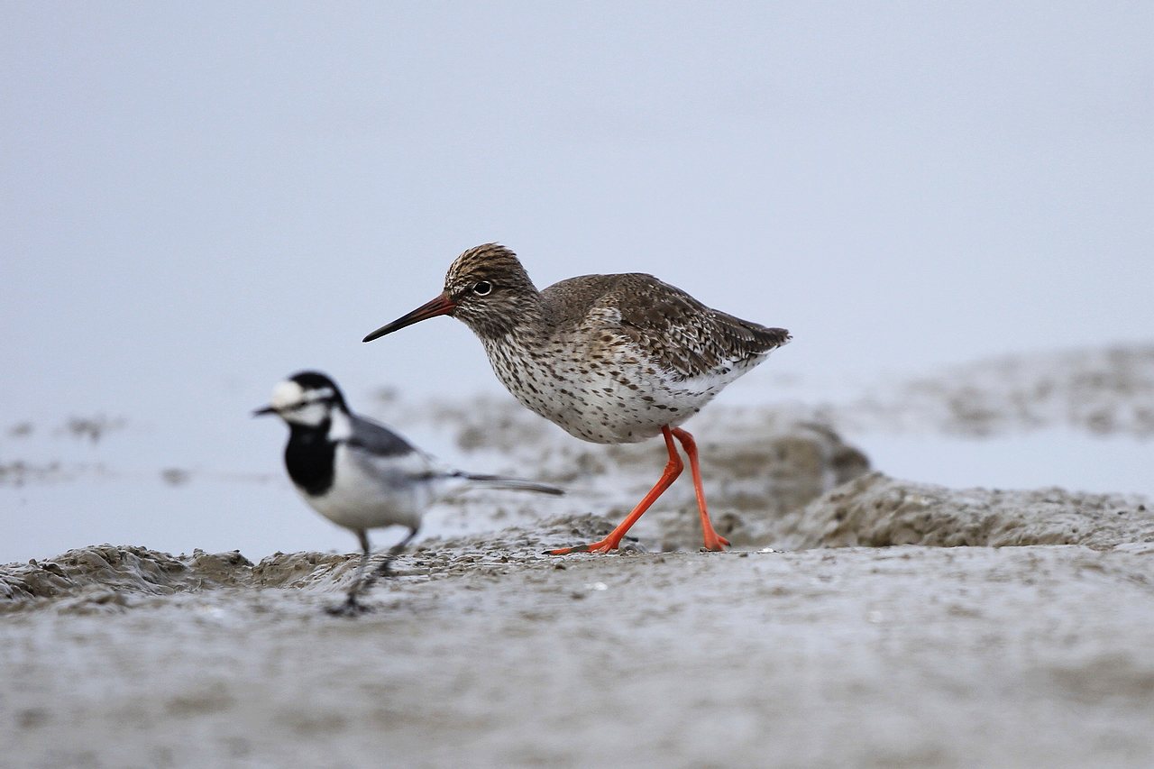 大连俗鸟红脚鹬