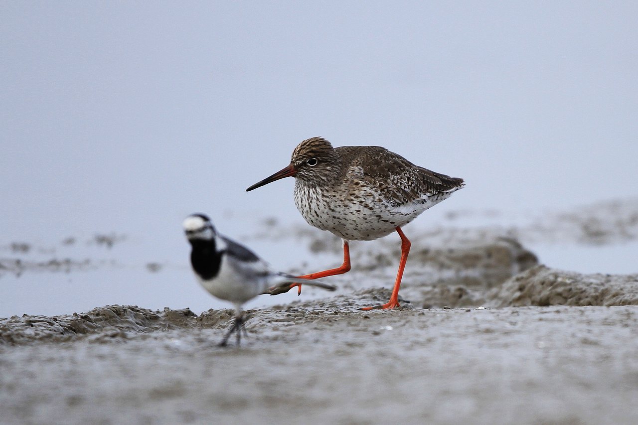 大连俗鸟红脚鹬