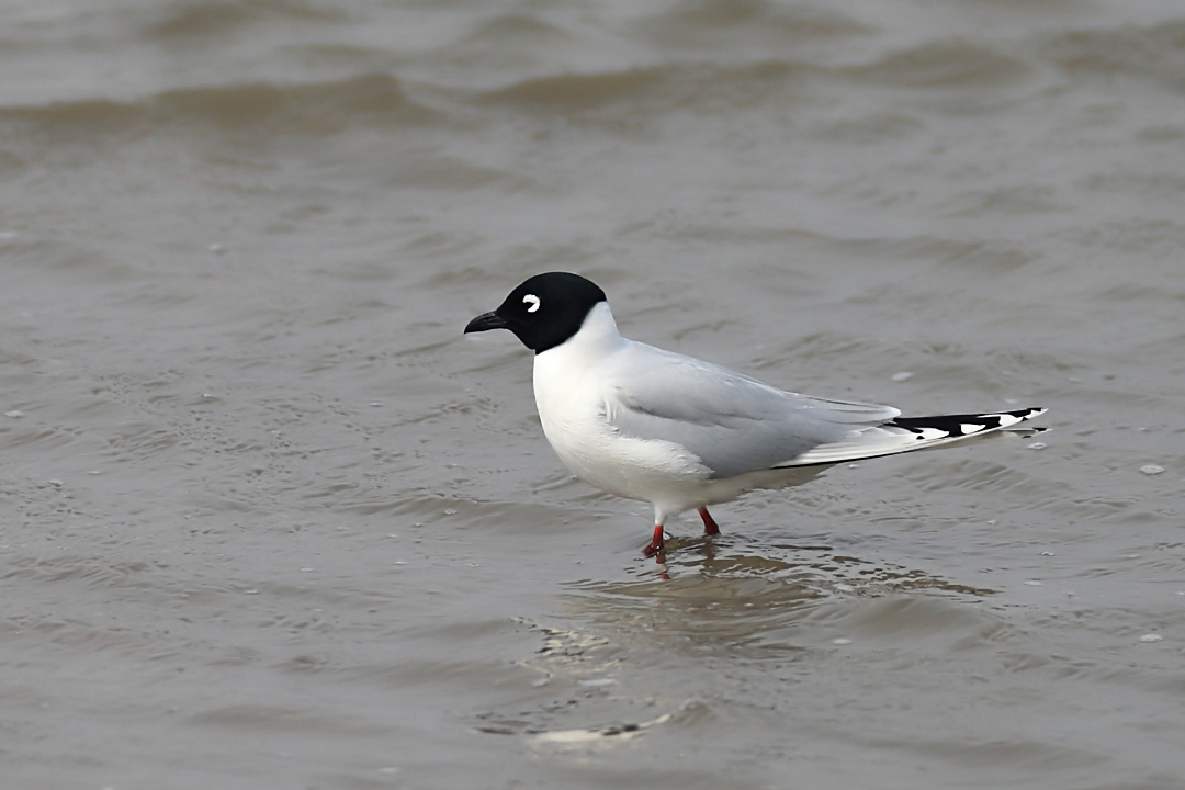 漂亮的黑嘴鸥繁殖羽