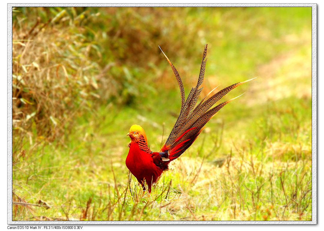 (红腹锦鸡)红腹锦鸡