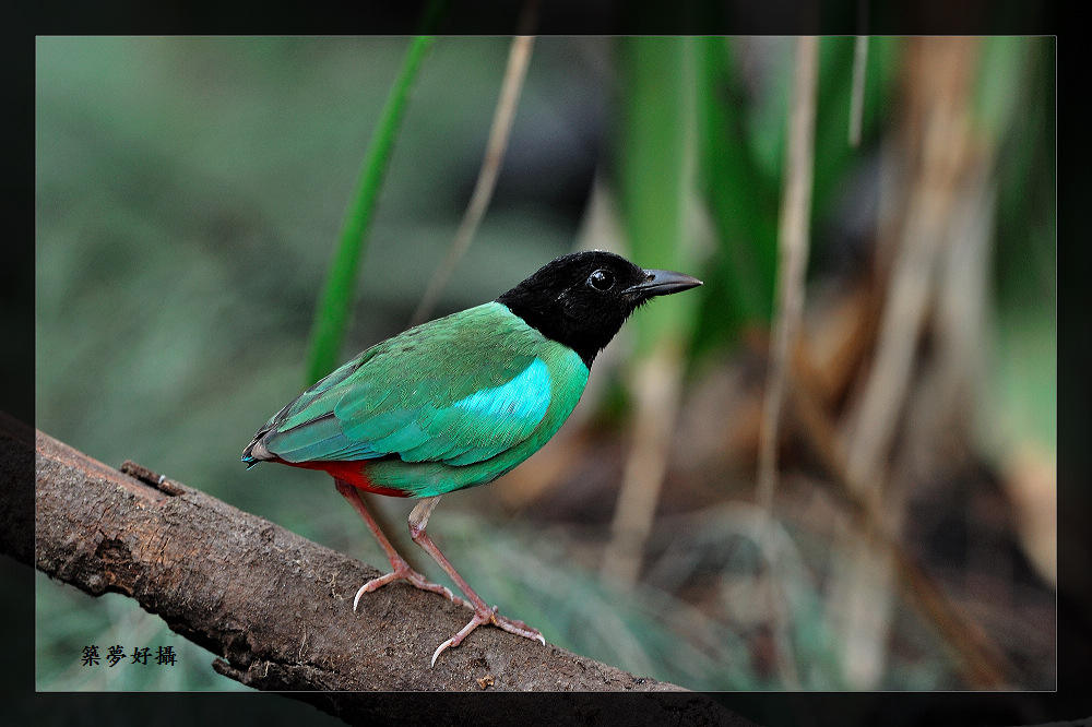 [林鸟] 黑头绿胸八色鸟(鸫)- hooden pitta