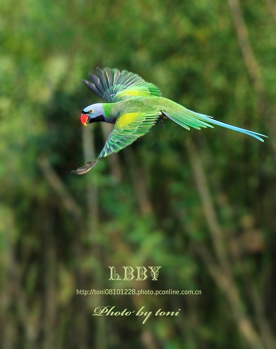 (绯胸鹦鹉)绯胸鹦鹉