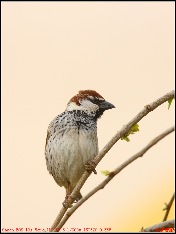 黑胸麻雀新疆黑胸麻雀雌雄