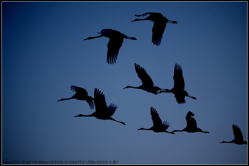 成语鹤舞什么_成语故事图片(3)