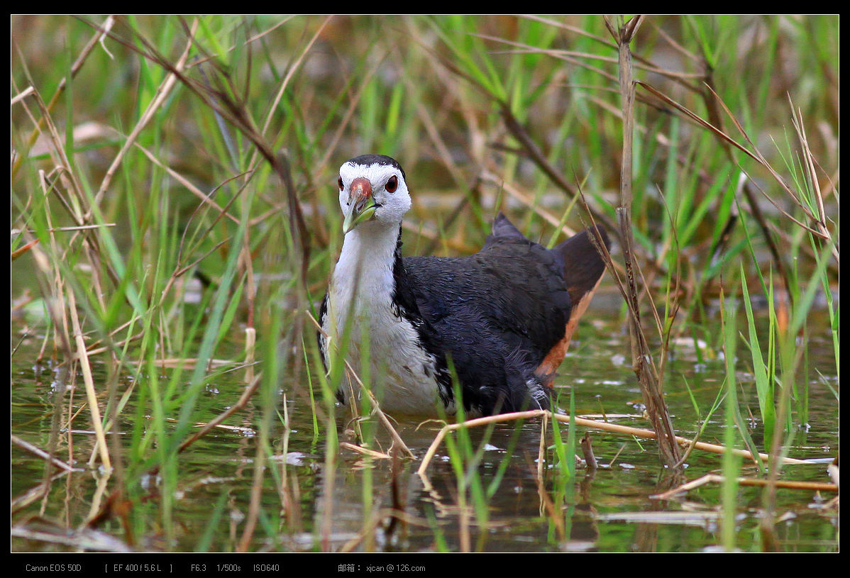 白胸苦恶鸟饲养雏鸟