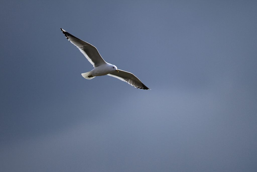 蓝天下,一只银鸥孤独地飞翔