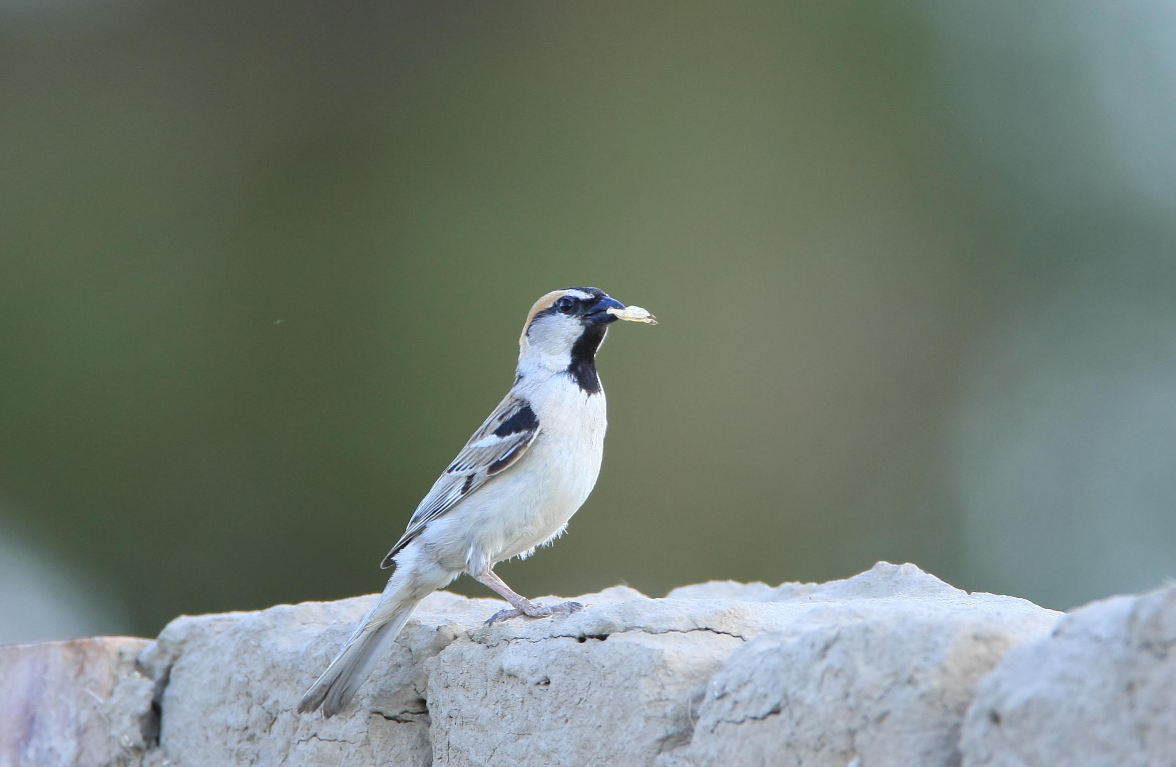 圃鹀随我去新疆