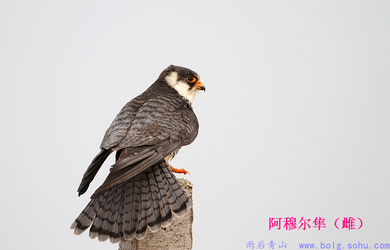 隼 62370586043213.jpg