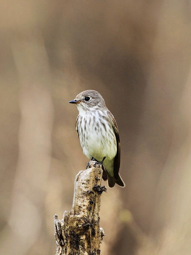 枯桩上的灰纹鹀