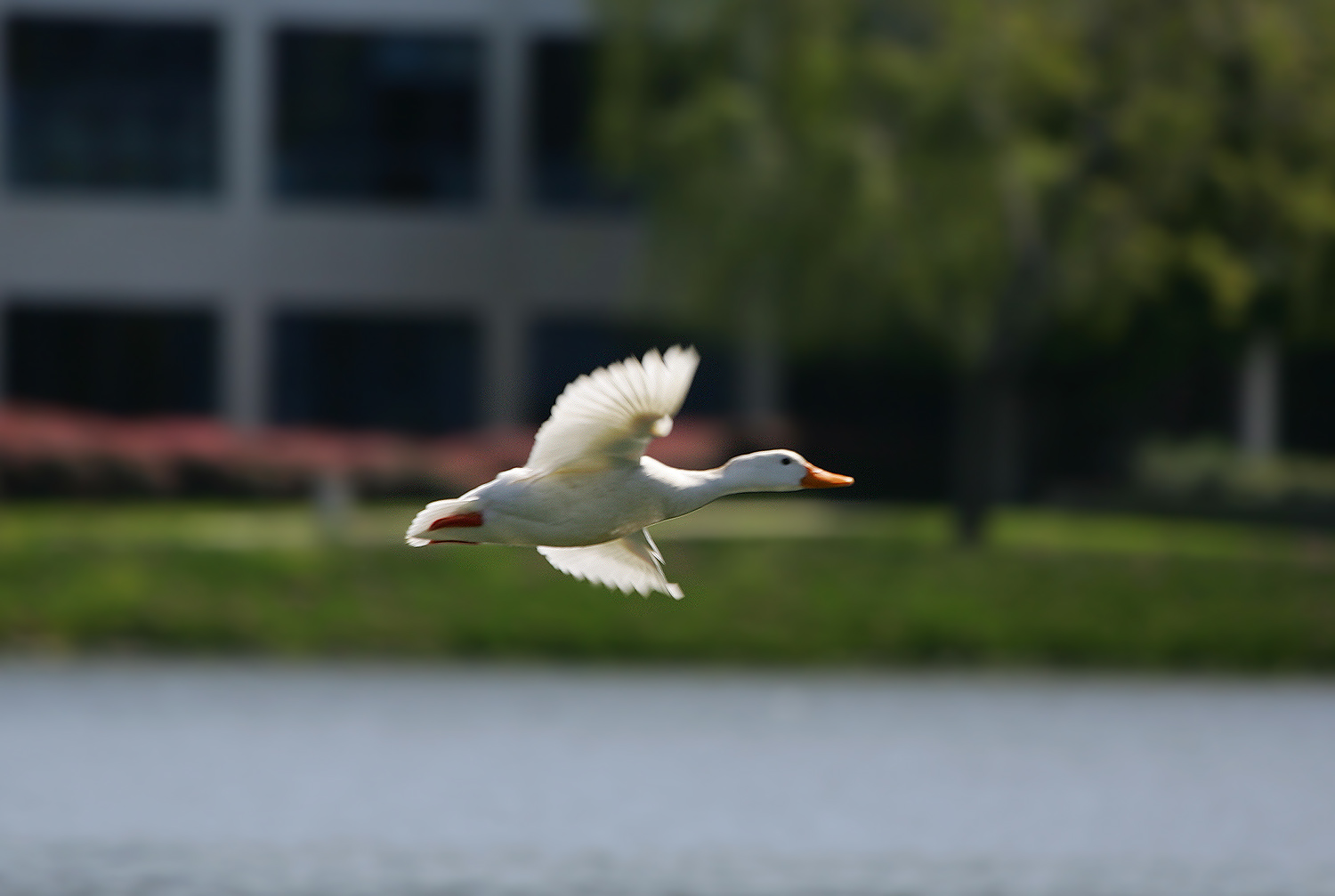 会飞的纯白鸭子. 白化种?