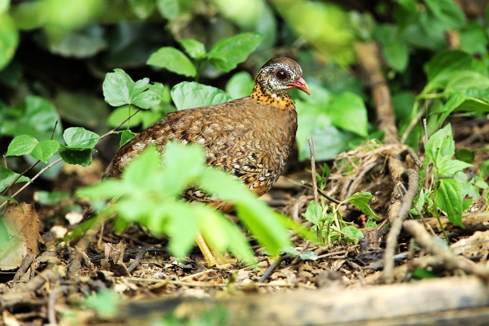 10.綠腳山鷓鴣 scaly-breasted partridge