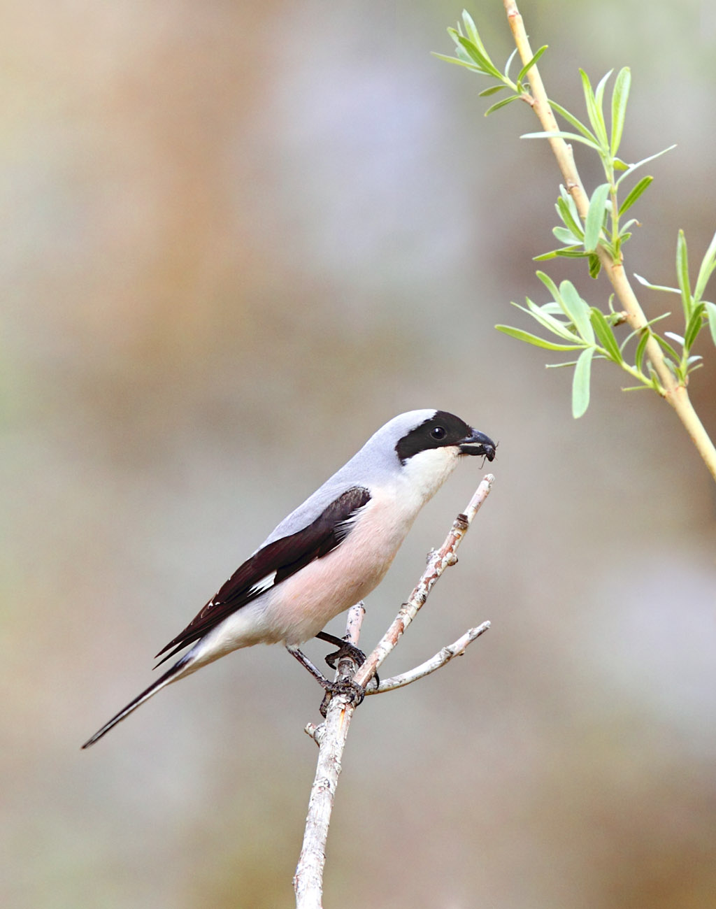 黑额伯劳新疆之行2黑额伯劳