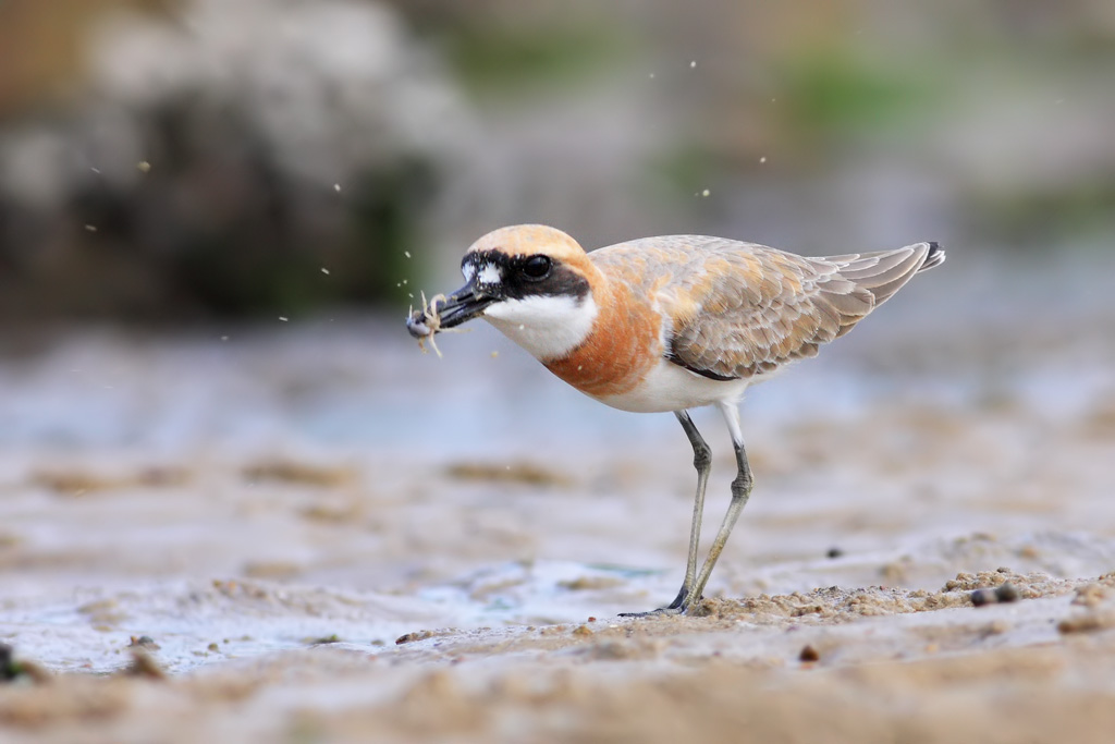 (铁嘴沙鸻)低角度铁嘴沙鸻! - 水鸟版鸟网