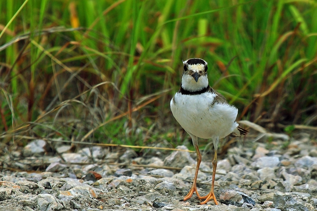 长嘴剑鸻和金框鸻的区别
