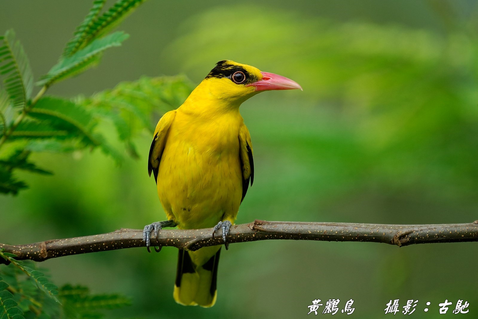 黑枕黄鹂黄鹂鸟