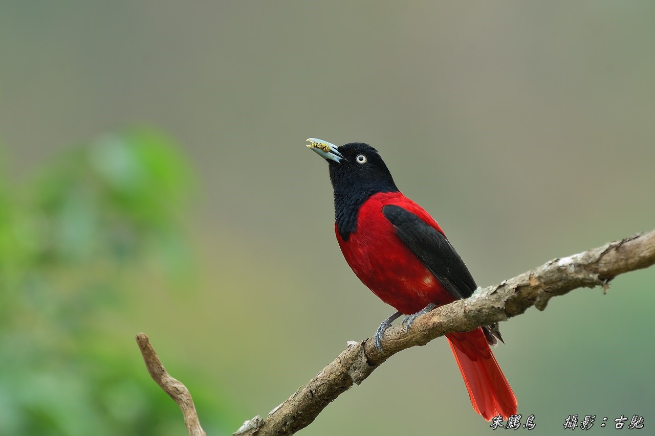 (朱鹂)朱鹂 俗名:红莺