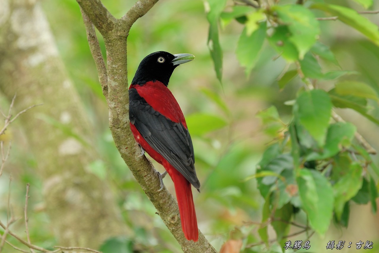 (朱鹂)朱鹂 俗名:红莺