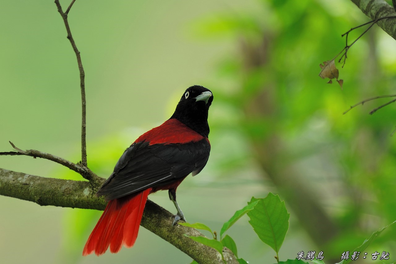 (朱鹂)朱鹂 俗名:红莺