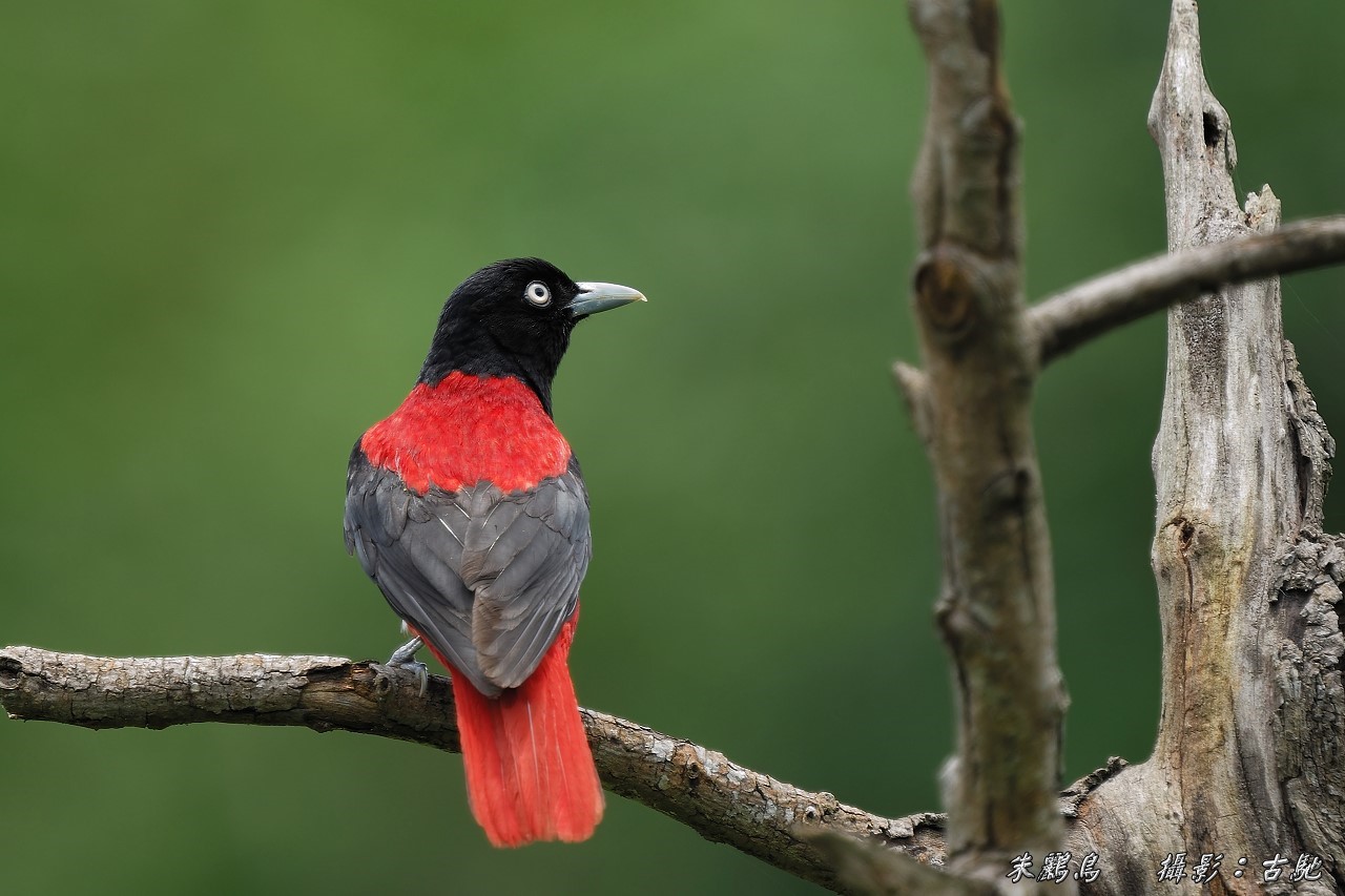 (朱鹂)朱鹂 俗名:红莺