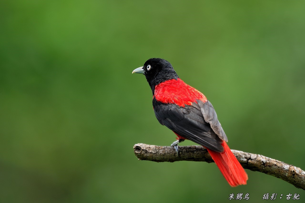 (朱鹂)朱鹂 俗名:红莺