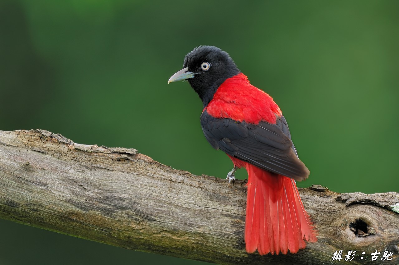 (朱鹂)朱鹂 俗名:红莺