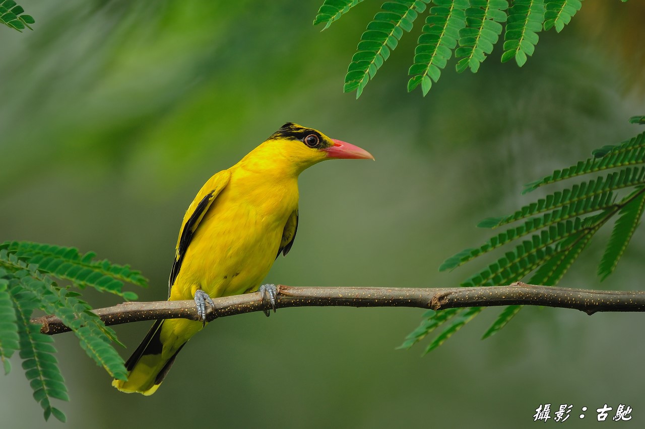 (黑枕黄鹂)黄鹂鸟