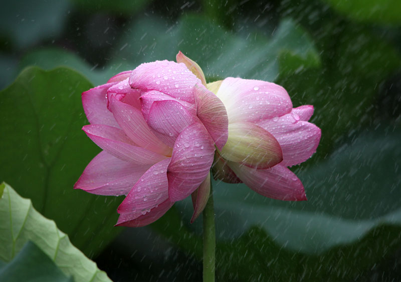 芙蓉并蒂一心莲