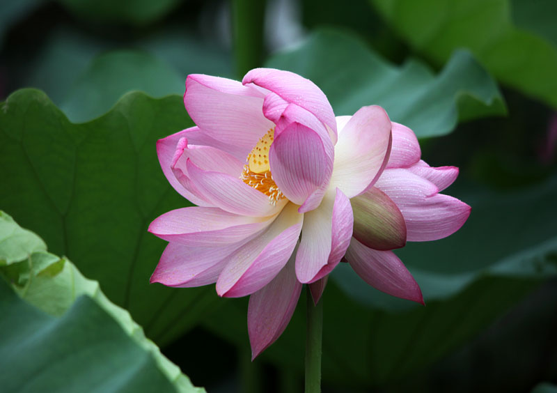 芙蓉并蒂一心莲