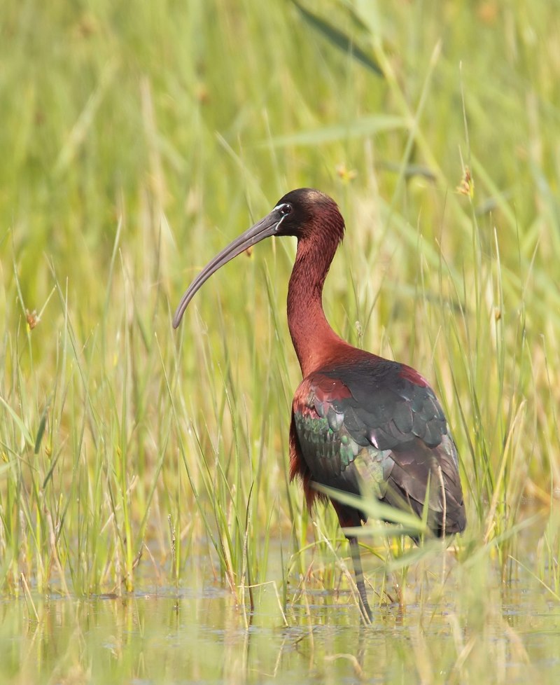 彩鹬彩鹮同日现身