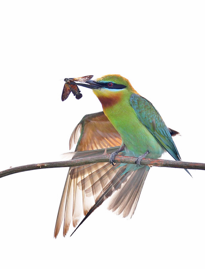 白背景逆光高调栗喉 - 林鸟版 forest birds 鸟网