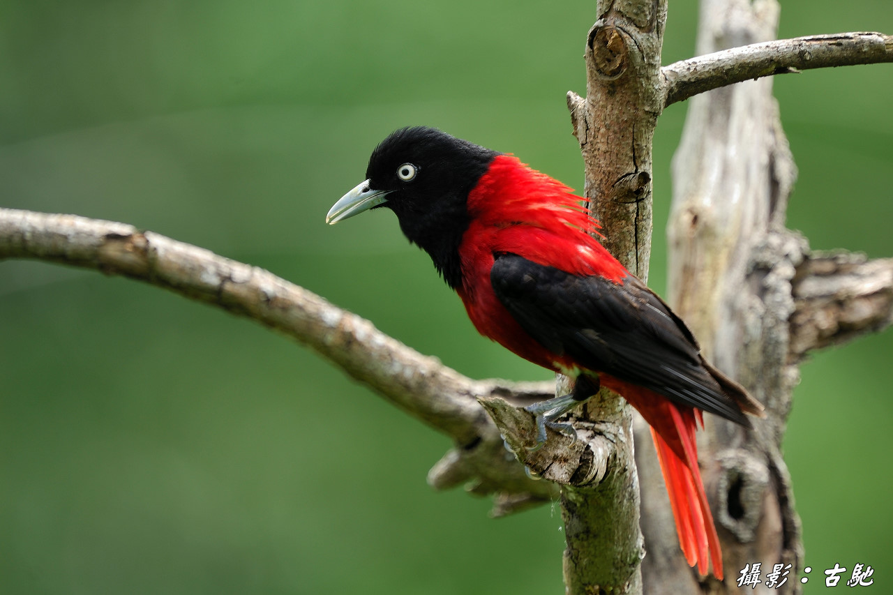 朱鹂 俗名:红莺 - 第9页 - 鸣禽和攀禽 鸟网