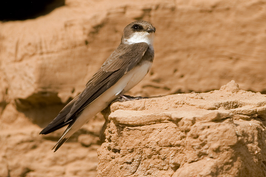 乌梁素海之八崖沙燕