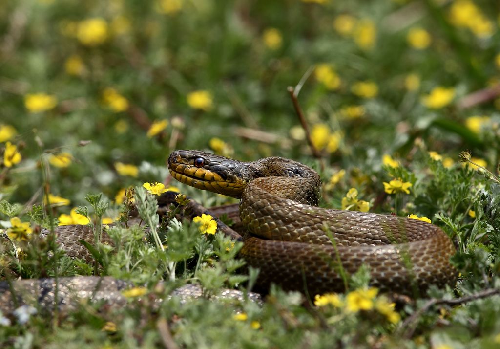 新疆的狼和山西的蛇