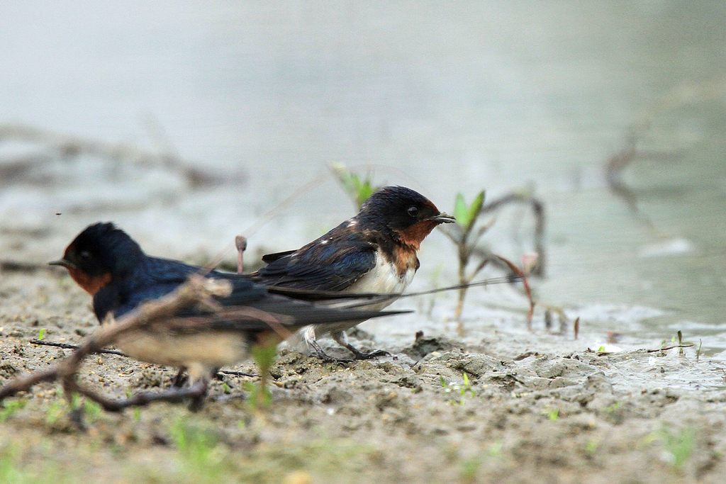 衔泥筑巢的小家燕