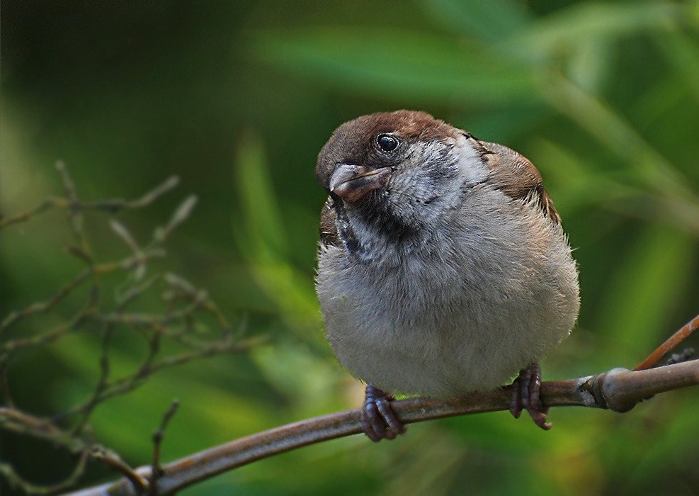 麻雀- 林鳥版 forest birds 鳥網