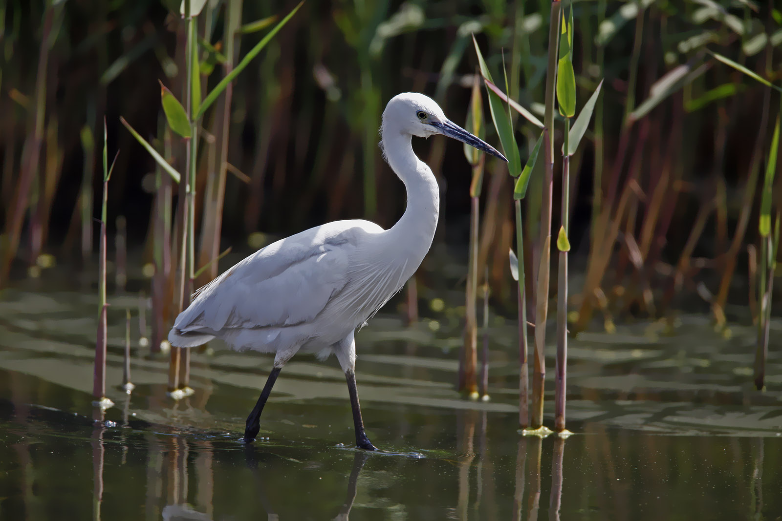 大连泉水湿地的雁科鸭群