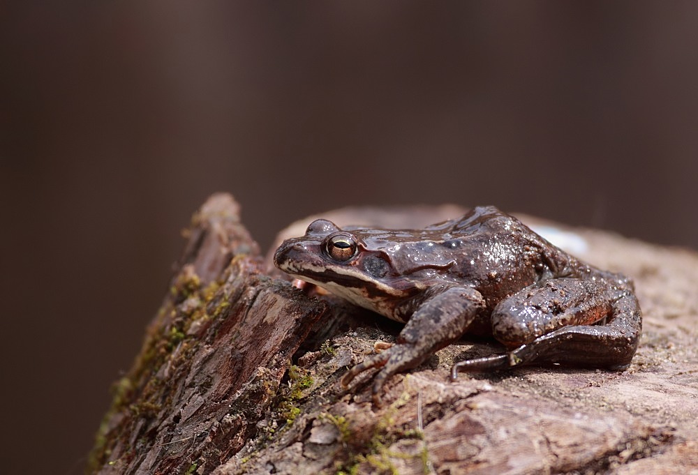 黑龙江的鸟,蛙和狐狸