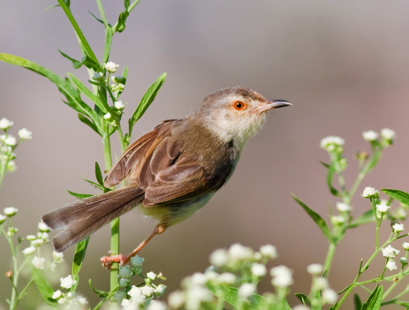 (纯色山鹪莺)褐头鹪莺一组